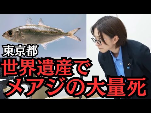 【都議会】世界遺産で異変…メアジ大量死の真相 サムネイル