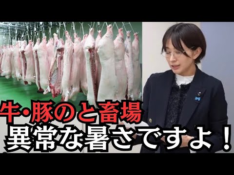 【都議会】と畜場は異常な暑さですよ！【令和8年予算審議】【中央卸売市場】 サムネイル