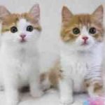 Thumbnail of related posts 181